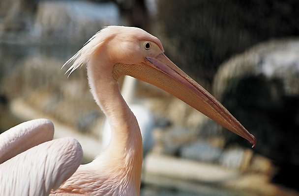 포토 JPG 주간 동물 척추동물 한마리 야생동물 조류 사람없음 야외 학 펠리컨 국내포토 자연요소 1 파일형식