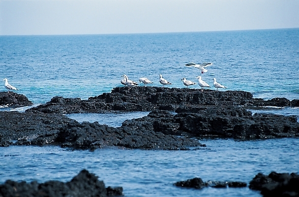 포토 JPG 주간 동물 척추동물 야생동물 바다 갈매기 조류 하늘 사람없음 야외 돌_바위 바위 암초 국내포토 자연요소 파일형식
