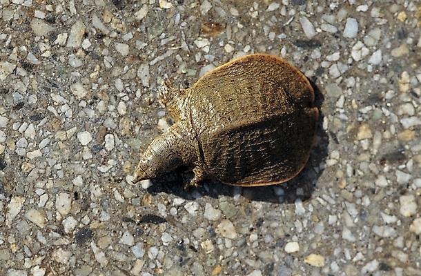 포토 JPG 주간 동물 척추동물 야생동물 파충류 사람없음 야외 바다동물 거북이 자라 국내포토 자연요소 바다 수중동물 파일형식