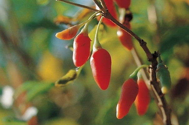 포토 JPG 주간 줄기 채소 식재료 사람없음 야외 농작물 구기자 국내포토 자연요소 식물 열매 농업 파일형식