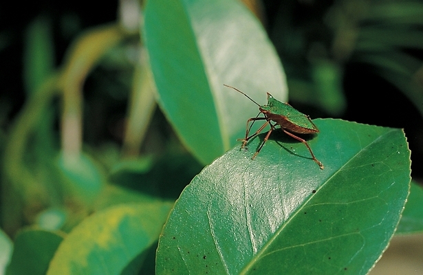 포토 JPG 주간 식물 동물 곤충 잎 절지류 자연 나뭇잎 사람없음 야외 노린재 국내포토 자연요소 생태계 파일형식