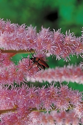 포토 JPG 식물 동물 꽃 곤충 백그라운드 절지류 자연 사람없음 노린재 국내포토 생태계 파일형식