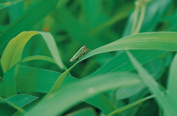 포토 JPG 주간 식물 동물 곤충 절지류 자연 사람없음 야외 풀 풀잎 벌레 사마귀 노린재 국내포토 자연요소 잎 풀_식물 생태계 파일형식