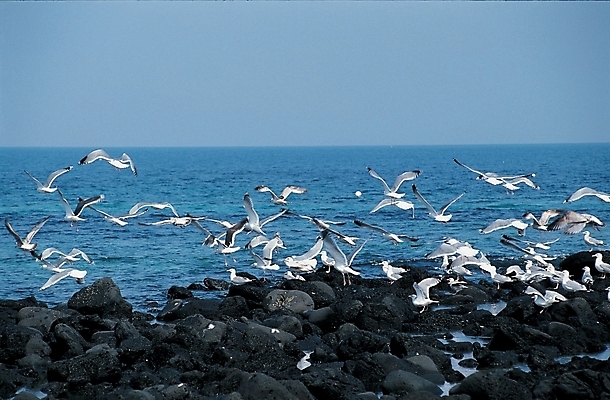 포토 JPG 주간 동물 척추동물 야생동물 바다 갈매기 조류 풍경 사람없음 야외 돌_바위 바위 암초 국내포토 자연요소 파일형식