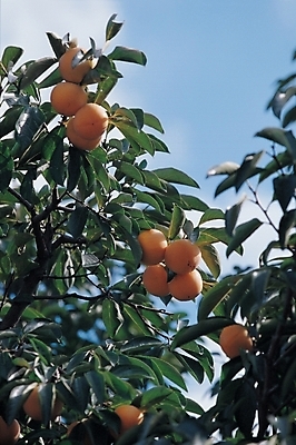 포토 JPG 주간 나무 식물 백그라운드 오렌지 과일 자연 하늘 감 풍경 사람없음 야외 농작물 감나무 오렌지나무 국내포토 자연요소 농업 생태계 파일형식