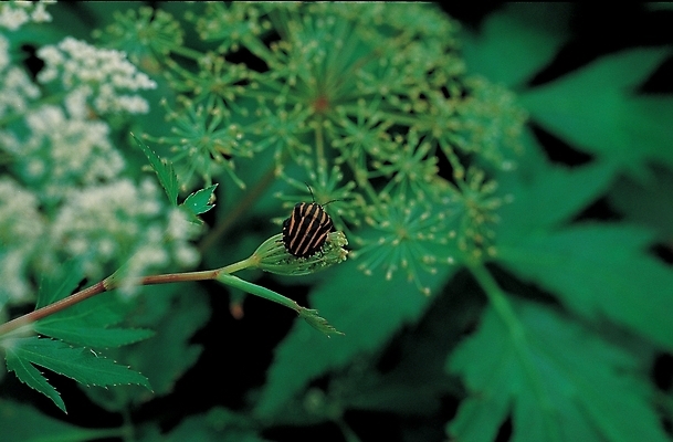 포토 JPG 주간 식물 동물 줄기 곤충 잎 절지류 자연 나뭇잎 사람없음 야외 노린재 국내포토 자연요소 생태계 파일형식