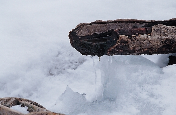 포토 JPG 나무 사계절 계절 겨울 자연 사람없음 물 눈 샘물 식수 약수터 국내포토 자연요소 식물 날씨 생태계 파일형식