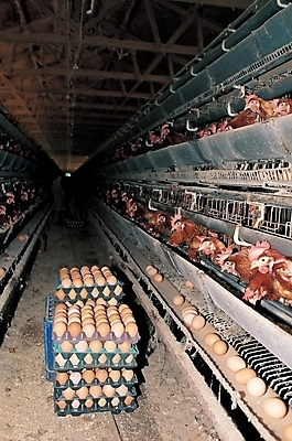 포토 JPG 동물 음식 식재료 조류 사람없음 계란 알 가축 닭 양계장 국내포토 파일형식