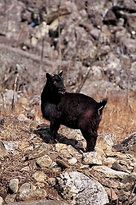 포토 JPG 주간 동물 척추동물 한마리 육지동물 포유류 염소 사람없음 야외 가축 돌_바위 방목 흑염소 국내포토 자연요소 1 축산업 파일형식