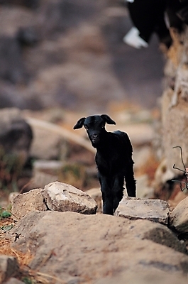 포토 JPG 주간 동물 척추동물 한마리 육지동물 포유류 염소 사람없음 야외 가축 돌_바위 방목 흑염소 국내포토 자연요소 1 축산업 파일형식