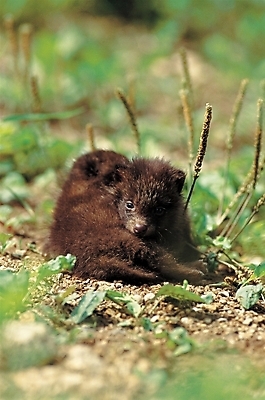 포토 JPG 주간 식물 동물 척추동물 육지동물 두마리 포유류 초원 사람없음 야외 가축 풀 개 강아지 반려 족제비 국내포토 자연요소 2 반려동물 파일형식