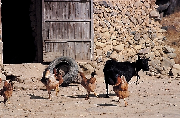포토 JPG 주간 동물 척추동물 여러마리 포유류 조류 염소 돌담 사람없음 야외 문 정원 가축 닭 방목 타이어 수탉 흑염소 국내포토 자연요소 다수 담장 돌_바위 축산업 수컷 파일형식