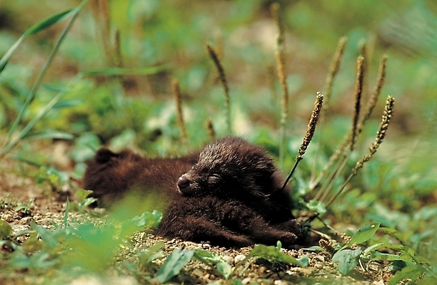 포토 JPG 주간 식물 동물 척추동물 육지동물 두마리 포유류 초원 사람없음 야외 풀 개 강아지 반려 족제비 국내포토 자연요소 2 반려동물 파일형식