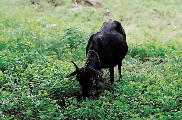 포토 JPG 주간 식물 동물 척추동물 육지동물 포유류 염소 초원 사람없음 야외 가축 목초지 풀 방목 흑염소 국내포토 자연요소 목장 축산업 파일형식 초원_자연