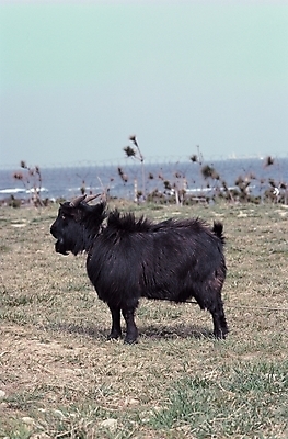 포토 JPG 주간 동물 척추동물 한마리 육지동물 포유류 염소 초원 사람없음 야외 가축 방목 흑염소 국내포토 자연요소 1 축산업 파일형식