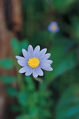 포토 JPG 식물 꽃잎 꽃 백그라운드 잎 한송이 자연 가을꽃 사람없음 벌개미취 국내포토 1 생태계 송이 파일형식 가을_계절