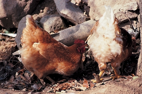 포토 JPG 주간 동물 척추동물 두마리 조류 사람없음 야외 가축 닭 수탉 국내포토 자연요소 2 수컷 파일형식