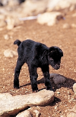 포토 JPG 주간 동물 척추동물 한마리 육지동물 포유류 염소 사람없음 야외 가축 흙 돌_바위 방목 땅 흑염소 국내포토 자연요소 1 축산업 파일형식