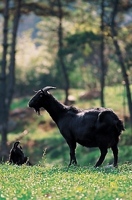 포토 JPG 주간 나무 식물 동물 척추동물 한마리 육지동물 포유류 염소 초원 사람없음 야외 가축 목초지 방목 흑염소 국내포토 자연요소 1 목장 축산업 파일형식 초원_자연