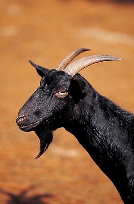 포토 JPG 주간 동물 척추동물 한마리 육지동물 포유류 염소 사람없음 야외 가축 방목 흑염소 국내포토 자연요소 1 축산업 파일형식