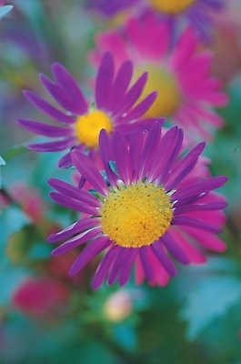 포토 JPG 식물 꽃 여러송이 백그라운드 자연 가을꽃 사람없음 들꽃 쑥부쟁이 국내포토 다수 생태계 파일형식 가을_계절