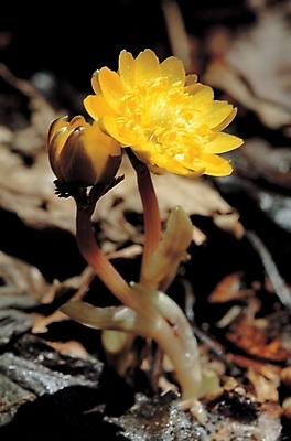 포토 JPG 식물 꽃 줄기 백그라운드 한송이 자연 사람없음 노란색 들꽃 겨울꽃 복수초 국내포토 1 컬러 겨울 생태계 송이 파일형식