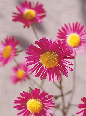 포토 JPG 식물 꽃 여러송이 백그라운드 자연 가을꽃 사람없음 들꽃 쑥부쟁이 국내포토 다수 생태계 파일형식 가을_계절