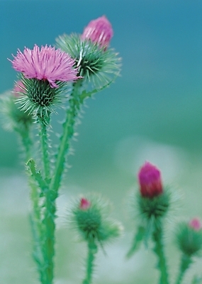 포토 JPG 식물 꽃 백그라운드 자연 사람없음 들꽃 엉겅퀴 국내포토 생태계 파일형식