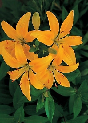 포토 JPG 식물 꽃 여러송이 백그라운드 잎 여름꽃 자연 사람없음 들꽃 백합 나리꽃 국내포토 다수 생태계 파일형식 여름_계절