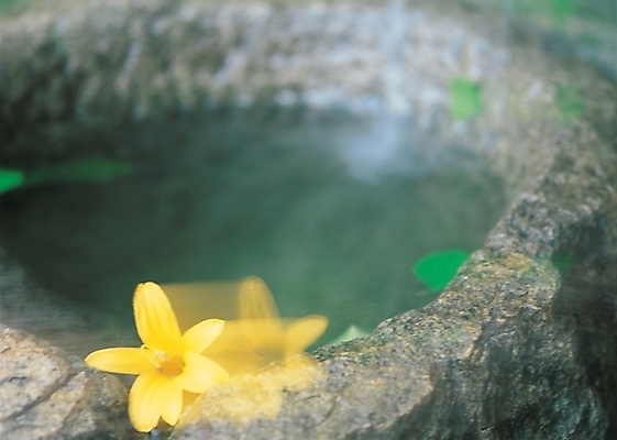 포토 JPG 식물 꽃 백그라운드 잎 봄꽃 자연 사람없음 물 개나리 우물 약수터 국내포토 자연요소 봄 생태계 파일형식