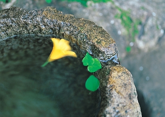 포토 JPG 식물 꽃 백그라운드 잎 자연 사람없음 물 노란색 들꽃 우물 약수터 국내포토 자연요소 컬러 생태계 파일형식