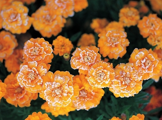 포토 JPG 식물 꽃 여러송이 백그라운드 여름꽃 자연 사람없음 노란색 들꽃 금잔화 국내포토 컬러 다수 생태계 파일형식 여름_계절