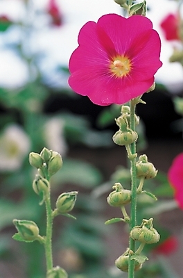 포토 JPG 식물 꽃 줄기 백그라운드 한송이 여름꽃 자연 사람없음 야외 꽃봉오리 접시꽃 국내포토 1 생태계 송이 파일형식 여름_계절