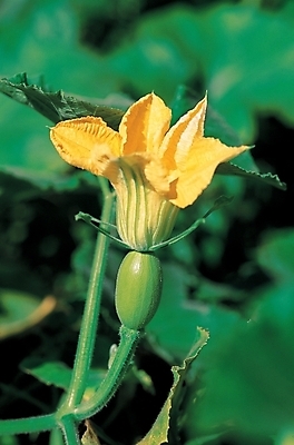포토 JPG 식물 꽃 줄기 백그라운드 잎 한송이 여름꽃 자연 사람없음 호박꽃 국내포토 1 생태계 송이 파일형식 여름_계절