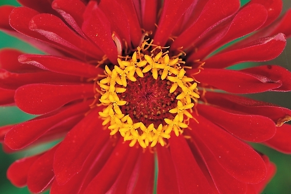 포토 JPG 식물 꽃 백그라운드 한송이 여름꽃 자연 근접촬영 사람없음 빨간색 들꽃 백일홍 국내포토 1 뷰포인트 컬러 생태계 송이 파일형식 여름_계절