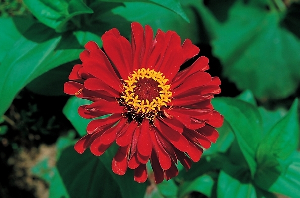 포토 JPG 식물 꽃 백그라운드 잎 한송이 여름꽃 자연 사람없음 빨간색 들꽃 백일홍 국내포토 1 컬러 생태계 송이 파일형식 여름_계절