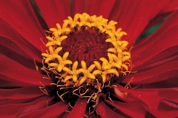 포토 JPG 식물 꽃 백그라운드 한송이 여름꽃 자연 근접촬영 사람없음 빨간색 들꽃 백일홍 국내포토 1 뷰포인트 컬러 생태계 송이 파일형식 여름_계절