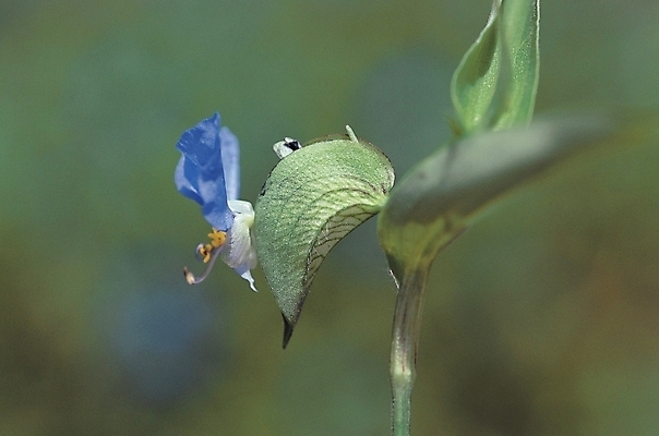 포토 JPG 식물 꽃 백그라운드 잎 여름꽃 자연 사람없음 들꽃 달개비 닭의장풀 국내포토 생태계 파일형식 여름_계절