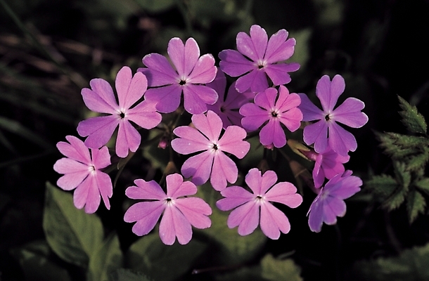 포토 JPG 식물 꽃 여러송이 백그라운드 잎 봄꽃 자연 사람없음 들꽃 앵초 국내포토 다수 봄 생태계 파일형식