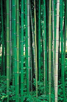 포토 JPG 주간 나무 식물 백그라운드 자연 풍경 사람없음 야외 숲 대나무 대 대나무숲 국내포토 자연요소 생태계 파일형식