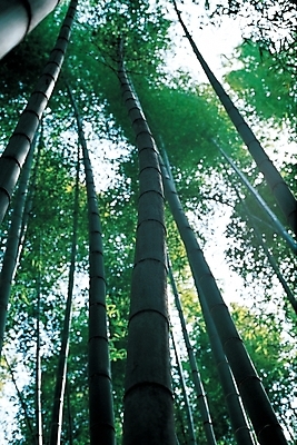 포토 JPG 주간 나무 식물 로우앵글 백그라운드 자연 하늘 풍경 사람없음 야외 숲 대나무 대 대나무숲 국내포토 자연요소 뷰포인트 생태계 파일형식