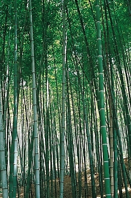 포토 JPG 주간 나무 식물 백그라운드 자연 풍경 사람없음 야외 숲 대나무 대 대나무숲 국내포토 자연요소 생태계 파일형식