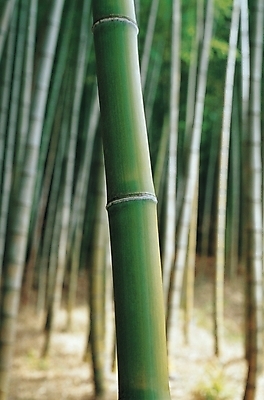 포토 JPG 주간 나무 식물 백그라운드 자연 풍경 사람없음 야외 숲 대나무 대 대나무숲 국내포토 자연요소 생태계 파일형식