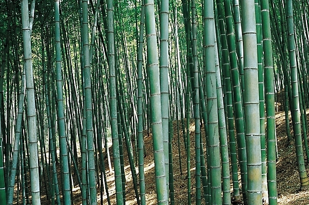 포토 JPG 주간 나무 식물 백그라운드 자연 풍경 사람없음 야외 숲 대나무 대 대나무숲 국내포토 자연요소 생태계 파일형식