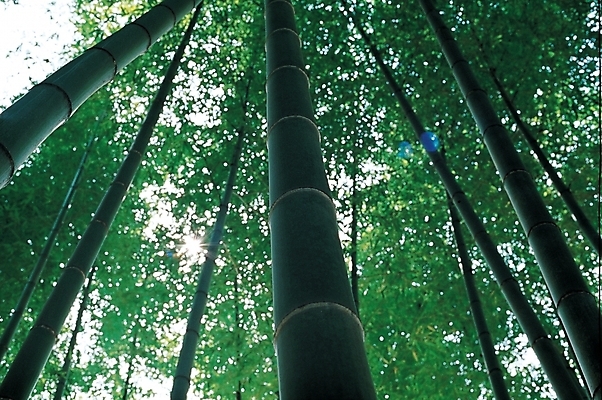 포토 JPG 주간 나무 식물 로우앵글 백그라운드 자연 하늘 풍경 사람없음 야외 숲 대나무 대 대나무숲 국내포토 자연요소 뷰포인트 생태계 파일형식