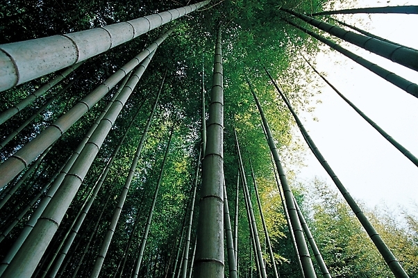 포토 JPG 주간 나무 식물 로우앵글 백그라운드 자연 하늘 풍경 사람없음 야외 숲 대나무 대 대나무숲 국내포토 자연요소 뷰포인트 생태계 파일형식