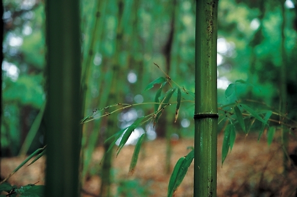 포토 JPG 주간 나무 식물 백그라운드 자연 풍경 사람없음 야외 숲 대나무 대 대나무숲 국내포토 자연요소 생태계 파일형식