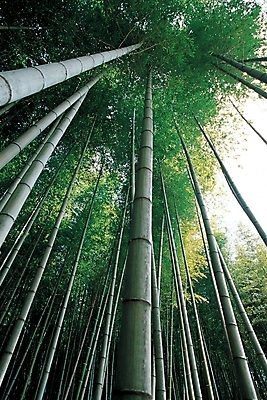 포토 JPG 주간 나무 식물 백그라운드 자연 하늘 풍경 사람없음 야외 숲 대나무 대 대나무숲 국내포토 자연요소 생태계 파일형식