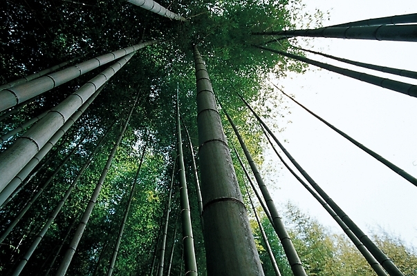 포토 JPG 주간 나무 식물 로우앵글 백그라운드 자연 하늘 풍경 사람없음 야외 숲 대나무 대 대나무숲 국내포토 자연요소 뷰포인트 생태계 파일형식