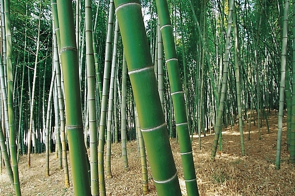 포토 JPG 주간 나무 식물 백그라운드 자연 풍경 사람없음 야외 숲 대나무 대 대나무숲 국내포토 자연요소 생태계 파일형식